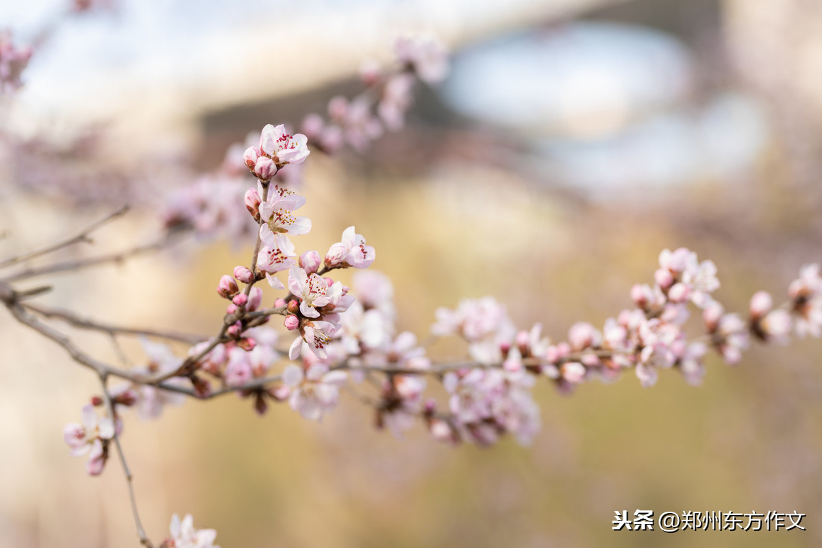 摘抄春天優美句子摘抄春天優美句子10字左右