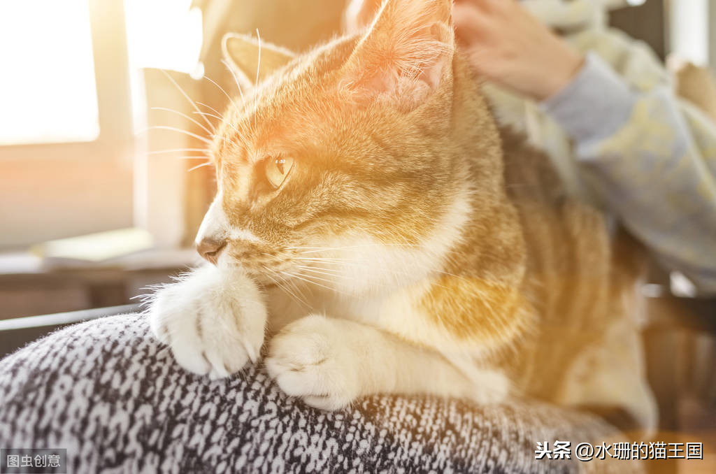 1-9岁的家猫中有21%的猫心脏有杂音？猫咪得了心脏病吗？怎么治？