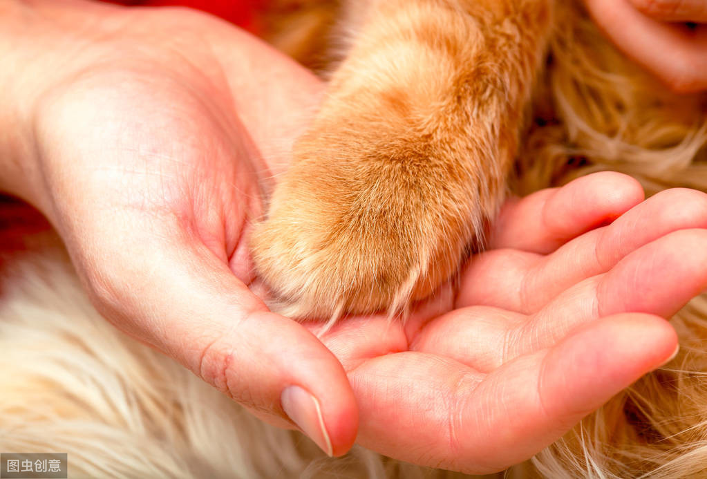 辟谣：猫会嫉妒新成员？归根究底，其实都是因为猫的资源竞争