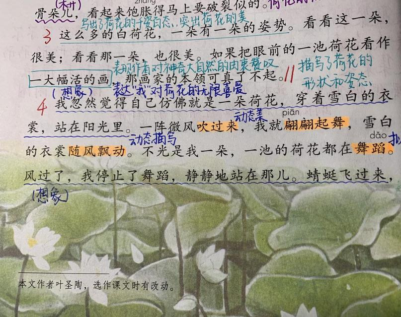 三年级语文《荷花》，老师整理精华知识点，孩子学习有效率！