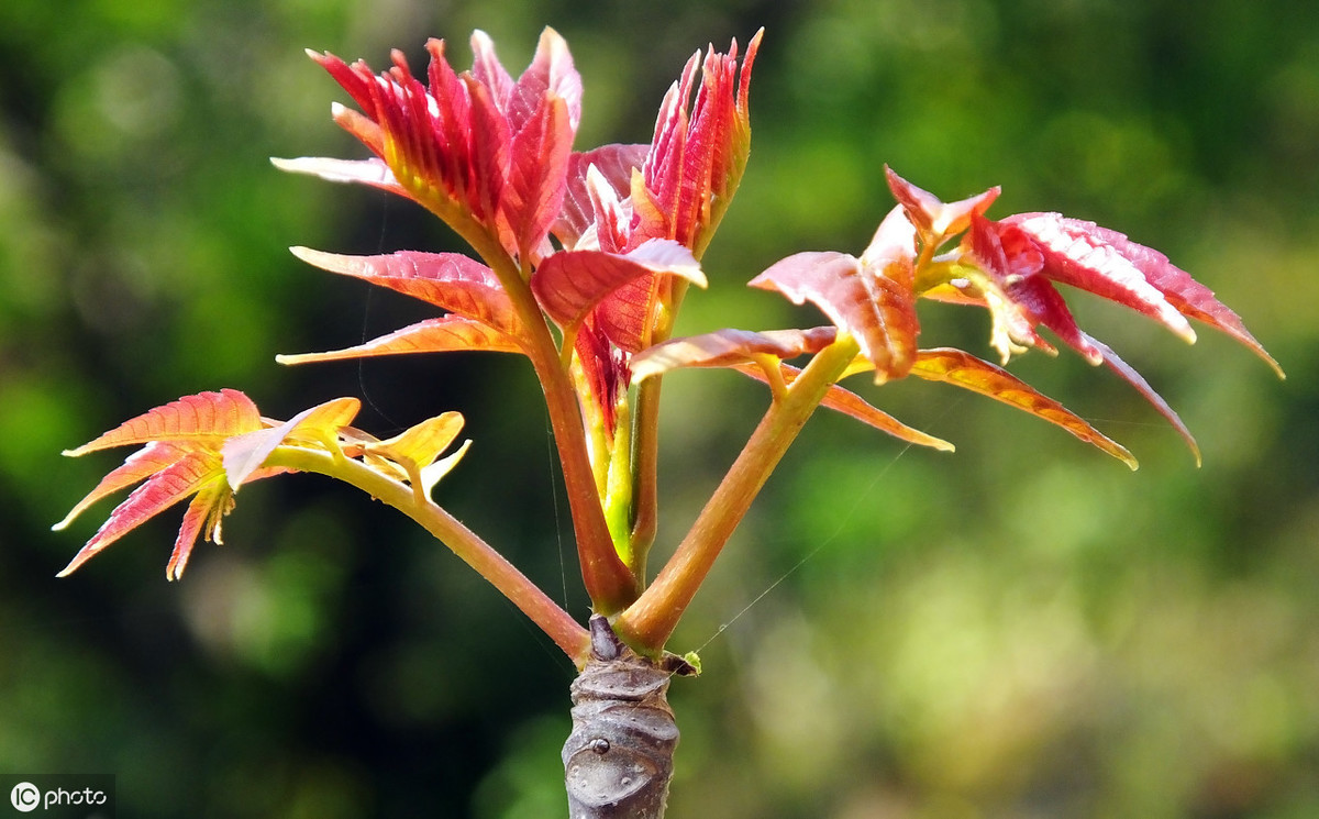 香椿树种植技术（手把手教你种香椿芽掌握6个关键技术）