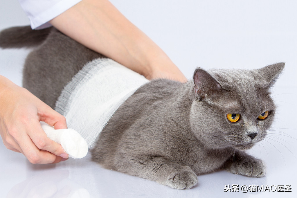 猫咪腹腔积血，不易发现，然而却潜在危及猫咪的生命