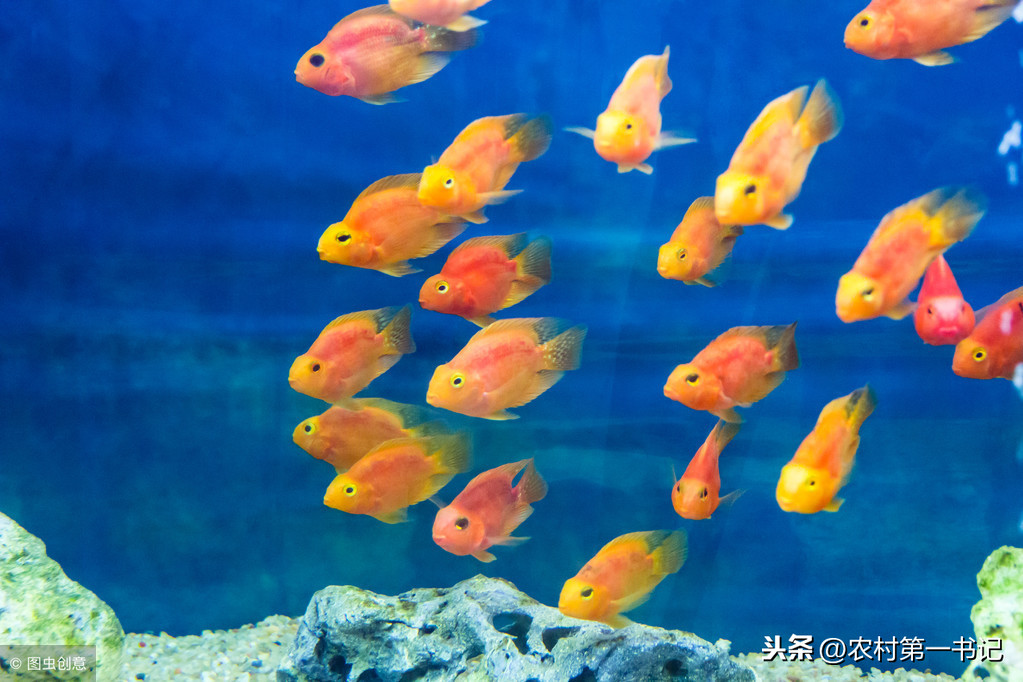 紅元寶鸚鵡魚,紅元寶鸚鵡魚為什么變白?
