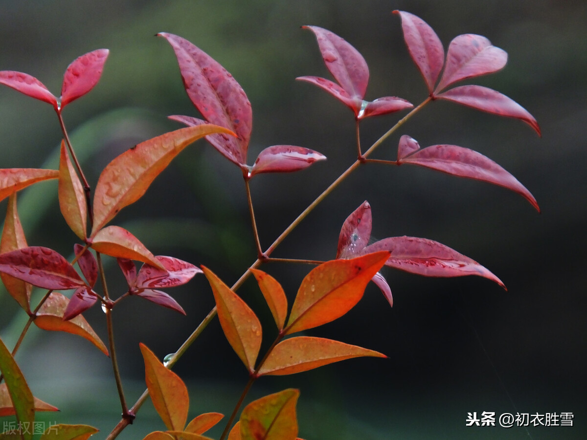 ​西湖秋色，巴山夜雨，两首经典秋雨诗，温暖秋雨中你的心