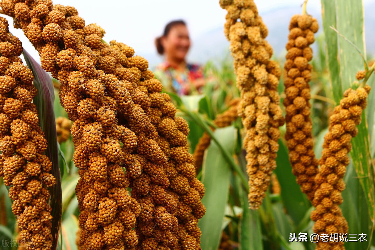 俗语"牛年财发鼠蛇鸡,辛丑宜种麻菽米,是啥意思?