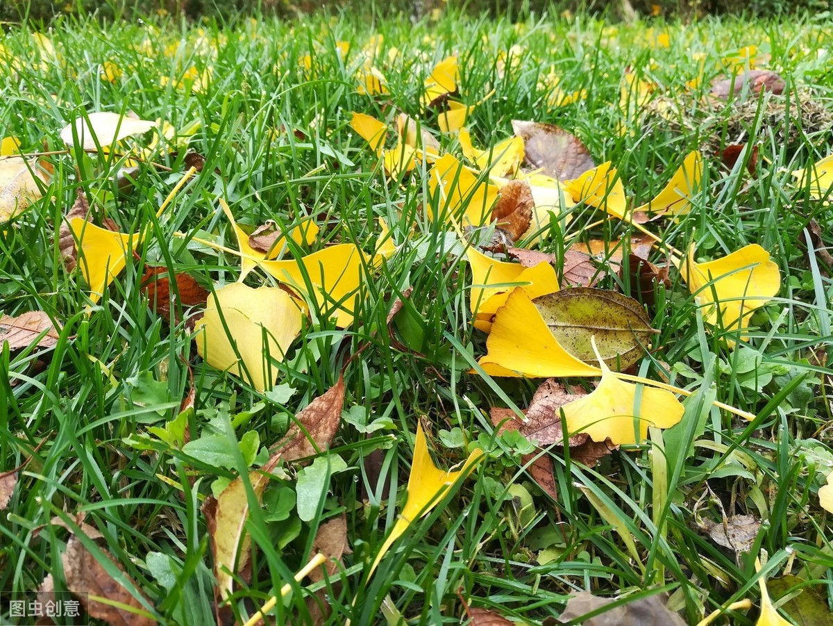 關於落葉,我們看得到的是,是秋天裡泛紅的楓葉,還有金黃的銀杏葉,寬大