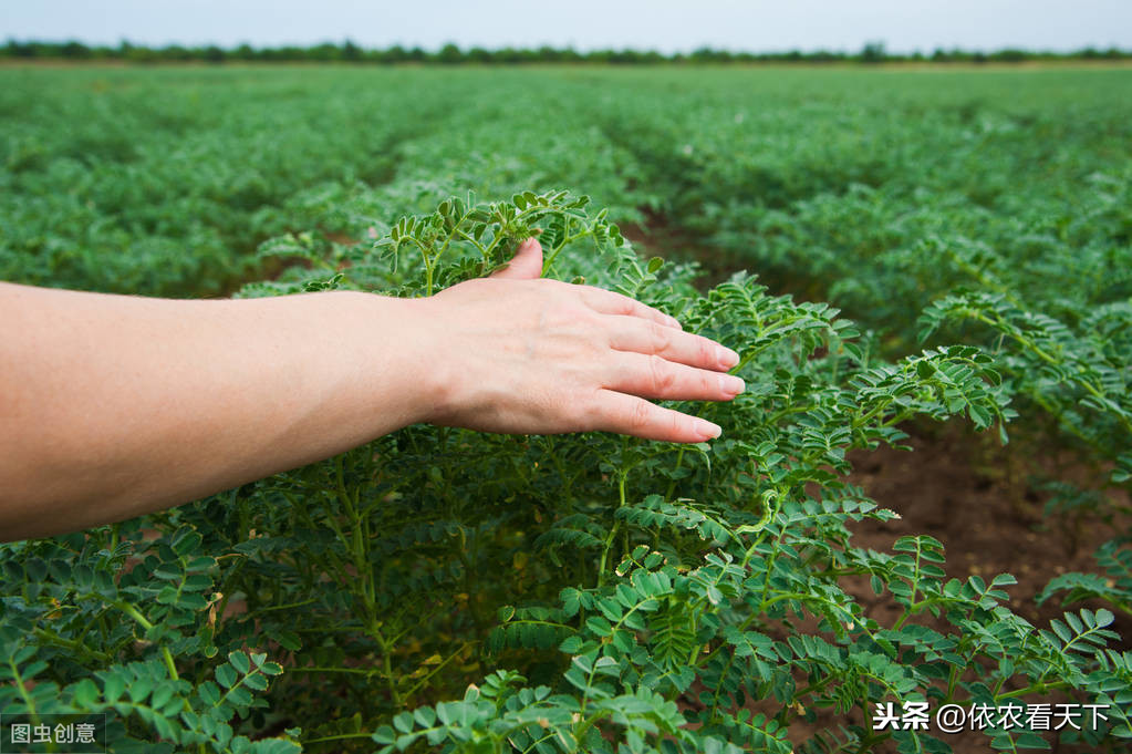 鹰嘴豆被誉为黄金豆，国内种植规模不大，但想发展种植得考虑周全