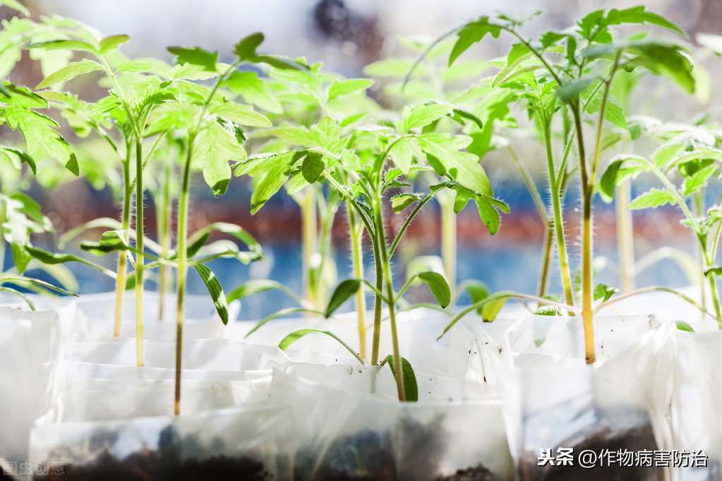 番茄种子几天能发芽（番茄育苗的知识要点）