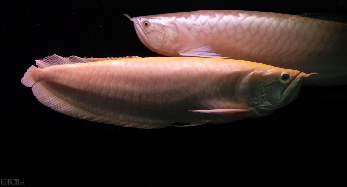 銀龍魚價格,銀龍魚價格多少錢一只