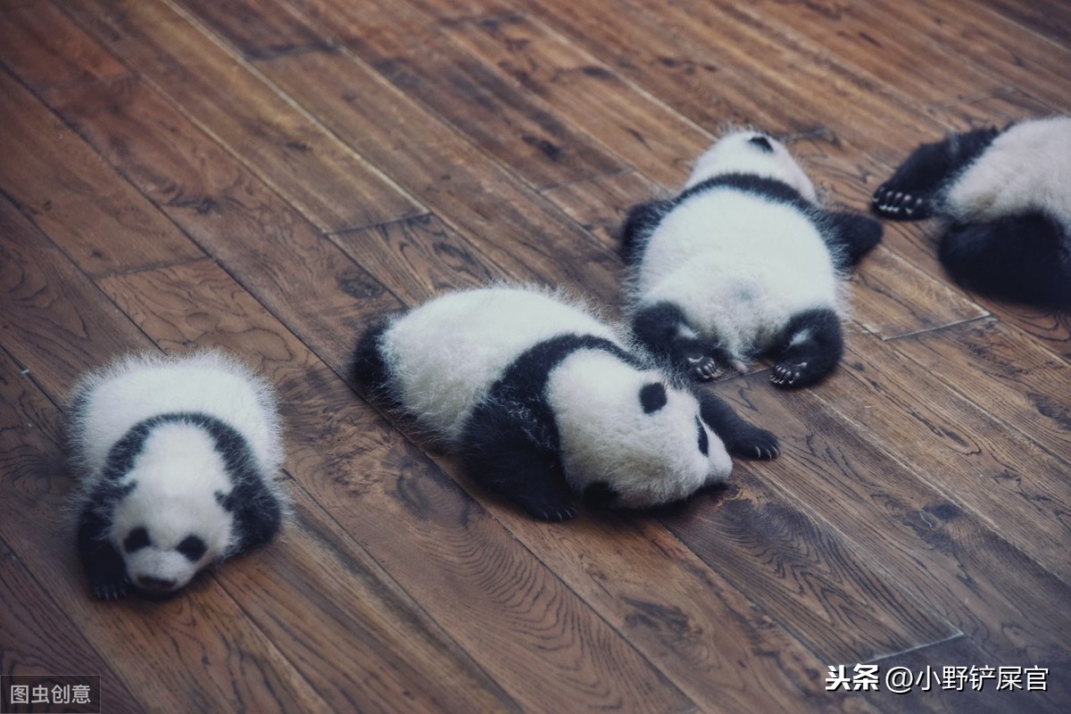 世界上动物千千万，为什么只有大熊猫是国宝？《山海经》来告诉你