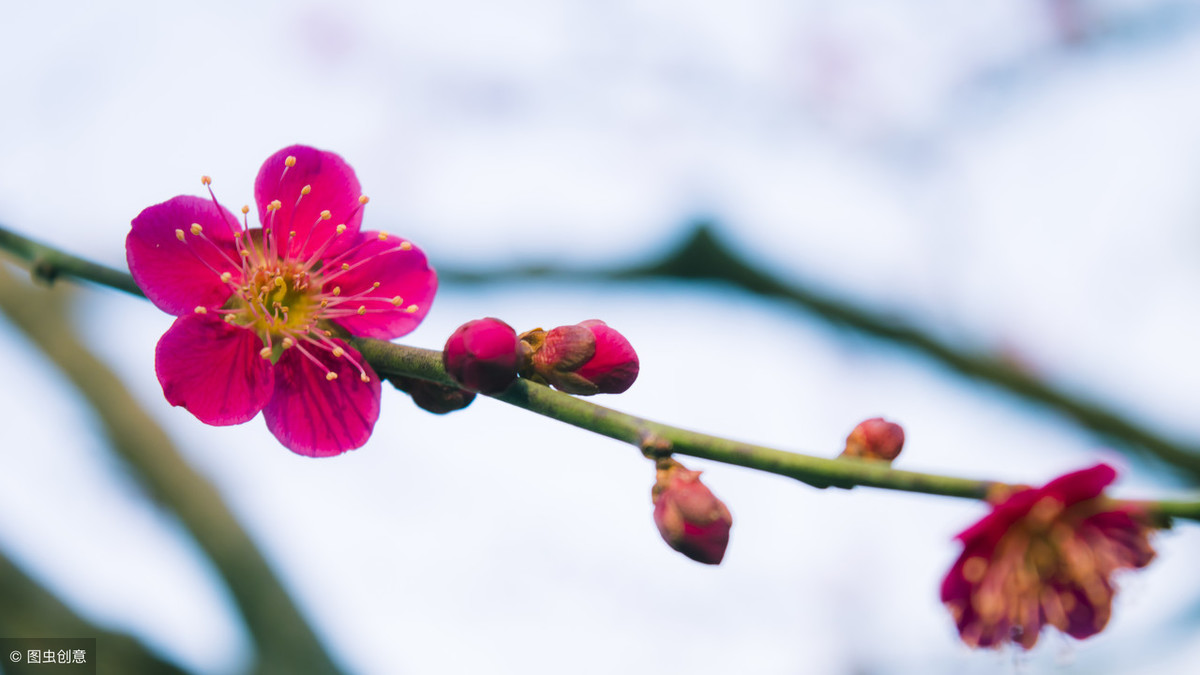 梅花的象征意义(梅花的象征意义小练笔)