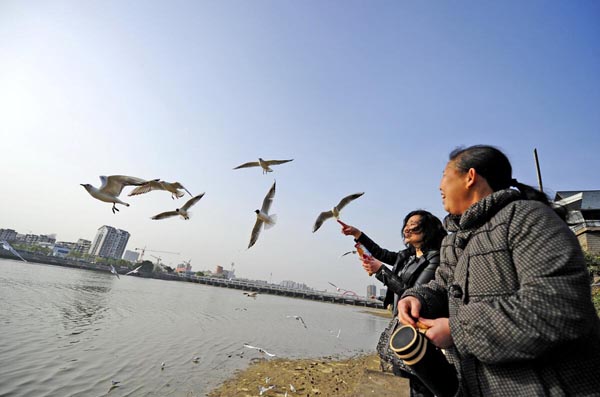 每年上万只鸟儿光临旌湖 德阳将打造“中国鸟语城”