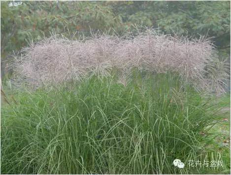 东方狼尾草好养活吗（花儿都养不活看看这34种观赏草）