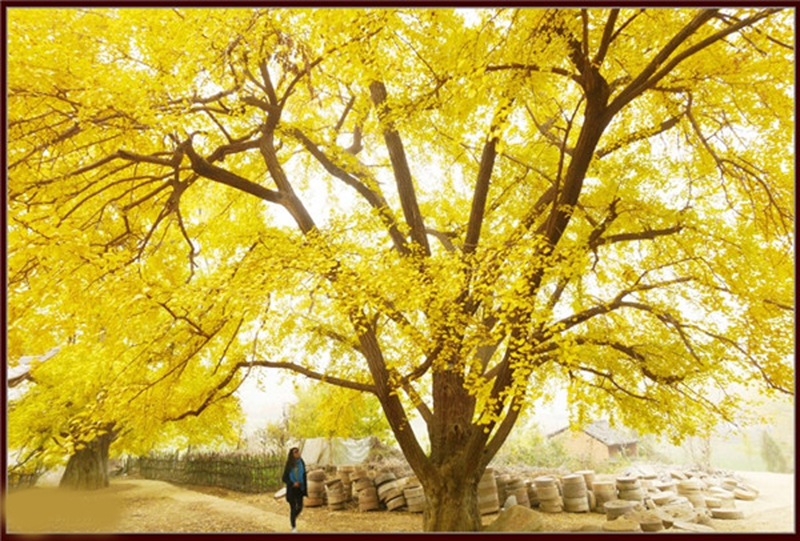 红楼梦色彩——鹅黄