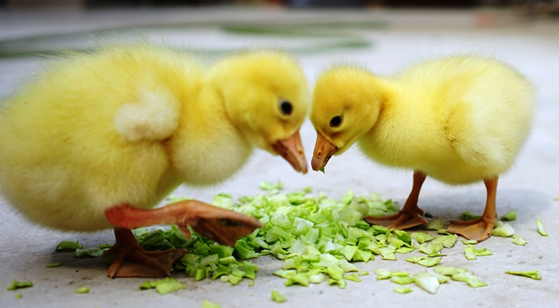 红楼梦色彩——鹅黄