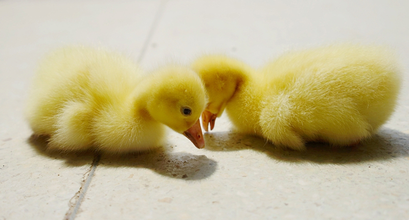 红楼梦色彩——鹅黄