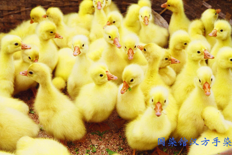 红楼梦色彩——鹅黄