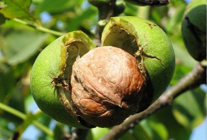 亲爱的丽江人,小时候剥青皮核桃手指被染黑的,举个手!