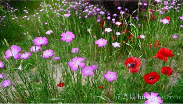 麦仙翁图片大全（麦仙翁的养殖方法和注意事项）