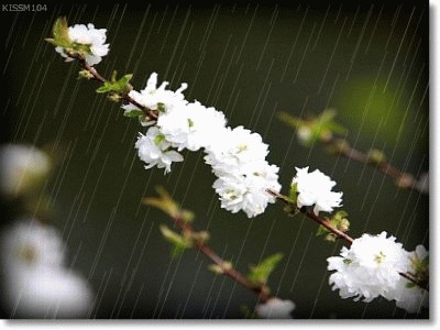 《风消雨歇》从此  下雨的日子  成了我最美的思绪