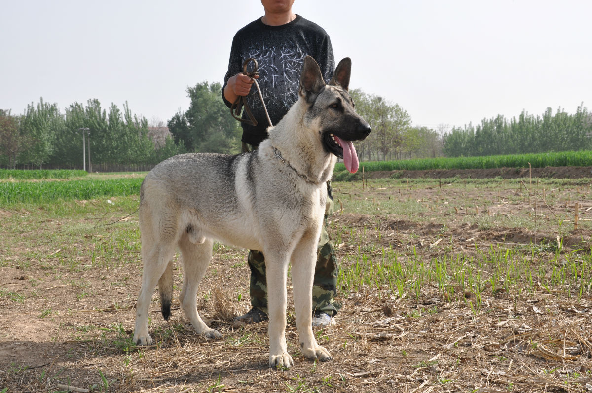 如果狼青犬没有被禁养，男生一定要养一条，真的不会让你失望