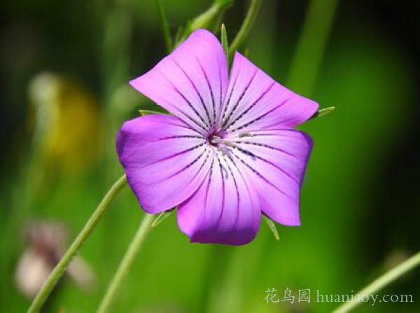 麦仙翁图片大全（麦仙翁的养殖方法和注意事项）