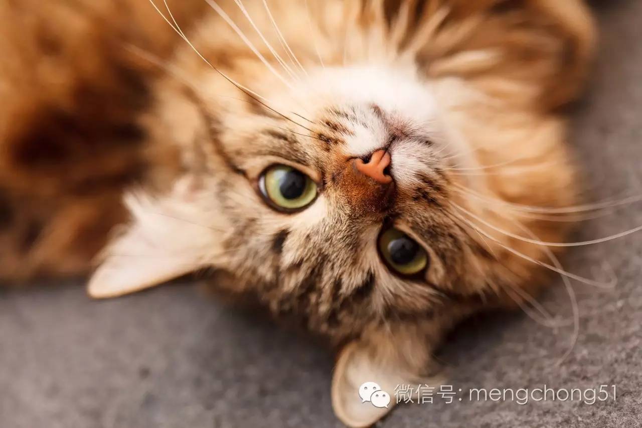 猫咪感染了猫瘟怎么办？如何治疗和预防？
