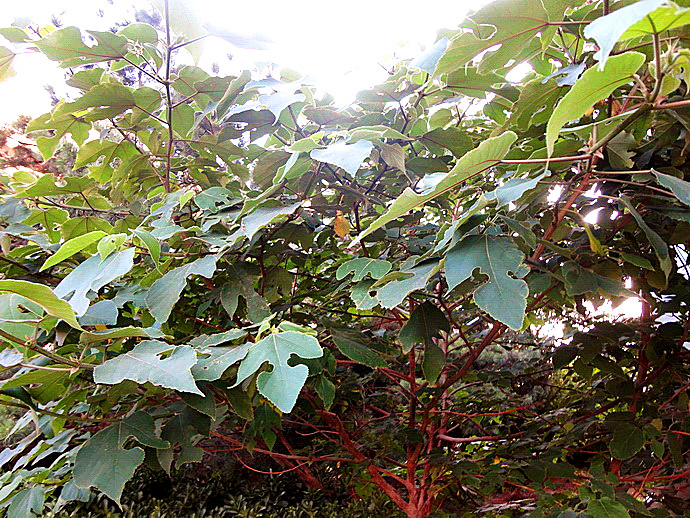 构树花的功效和作用(雌雄异株雄花可做美食)-富久屋