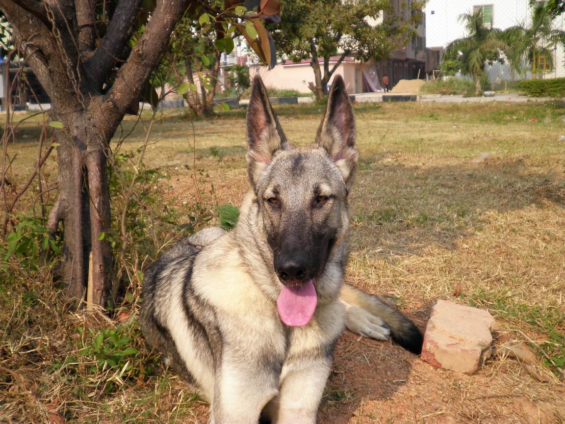 如果狼青犬没有被禁养，男生一定要养一条，真的不会让你失望