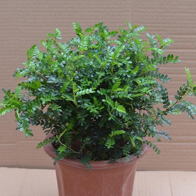 5种“香香花”摆在卫生间，臭味通通跑光，跟喷了香水儿似得