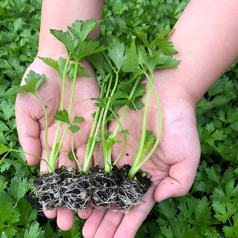 盆栽芹菜,4个"小窍门",长得又绿又肥,四季吃不断
