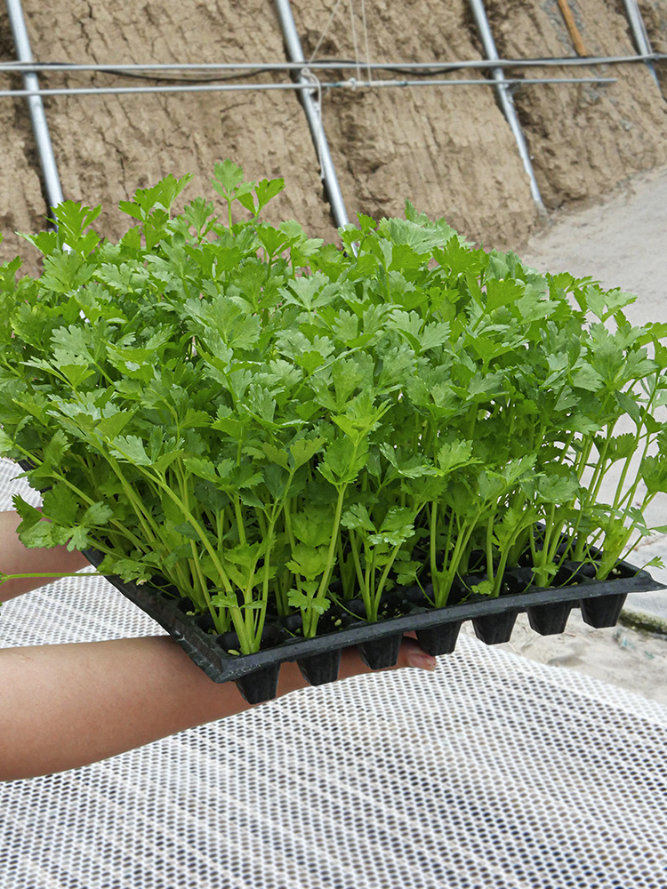 小香芹的种植方法 种小芹菜方法