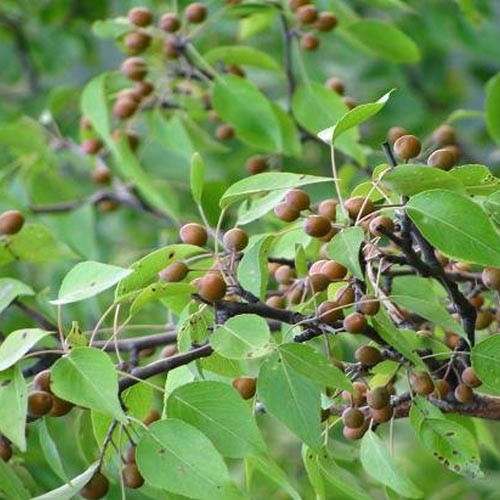 茼麻图片及功效作用（小时候常吃的9种野果子）