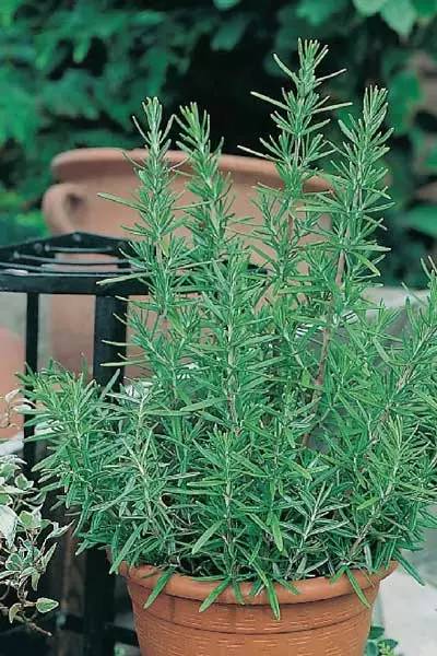 5种“香香花”摆在卫生间，臭味通通跑光，跟喷了香水儿似得