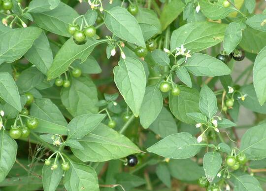 能吃的野菜有哪些 有什么野生菜可以吃