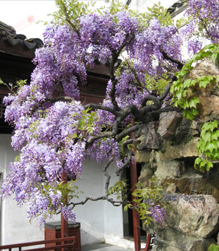 7种“爬藤花”,美如仙花,院子种一棵,一年爬满墙,赏花一辈子