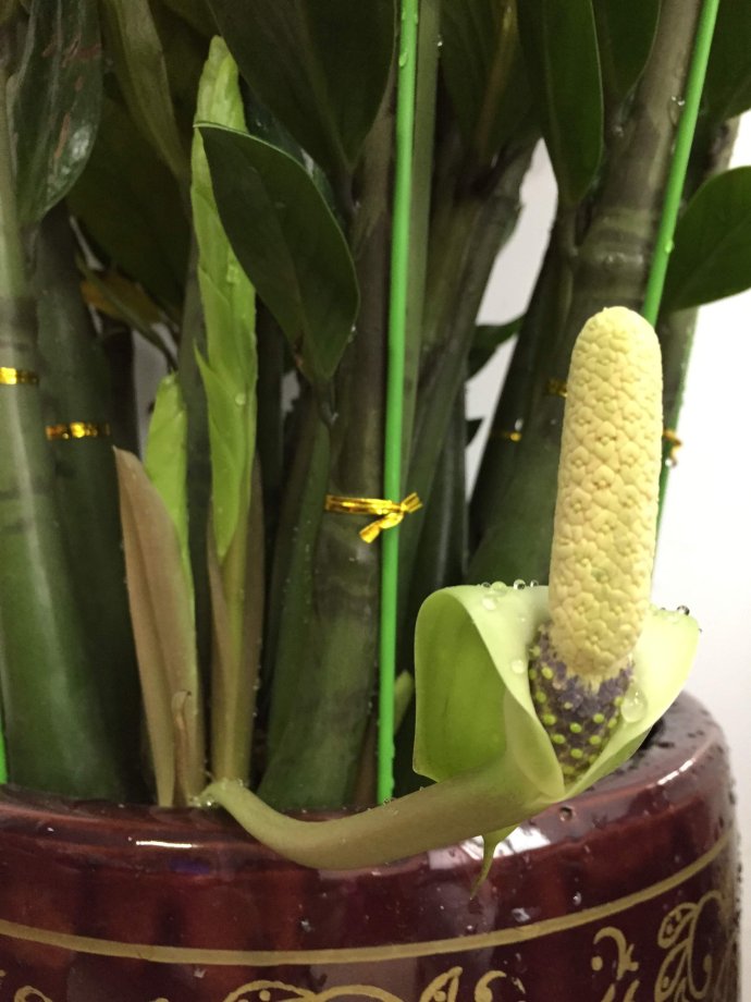 金钱树开花吗(老人说6种"招财花,不会随意开,开花就有"财源"到)