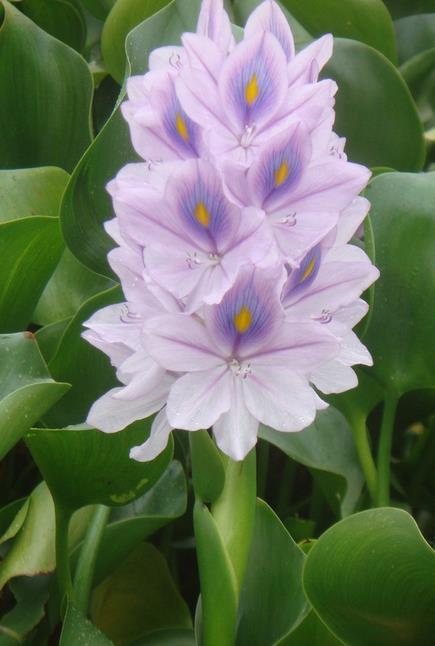 很多人养花总喜欢做个勤快人,经常给花卉喷水,浇浇水,还总担心自己的