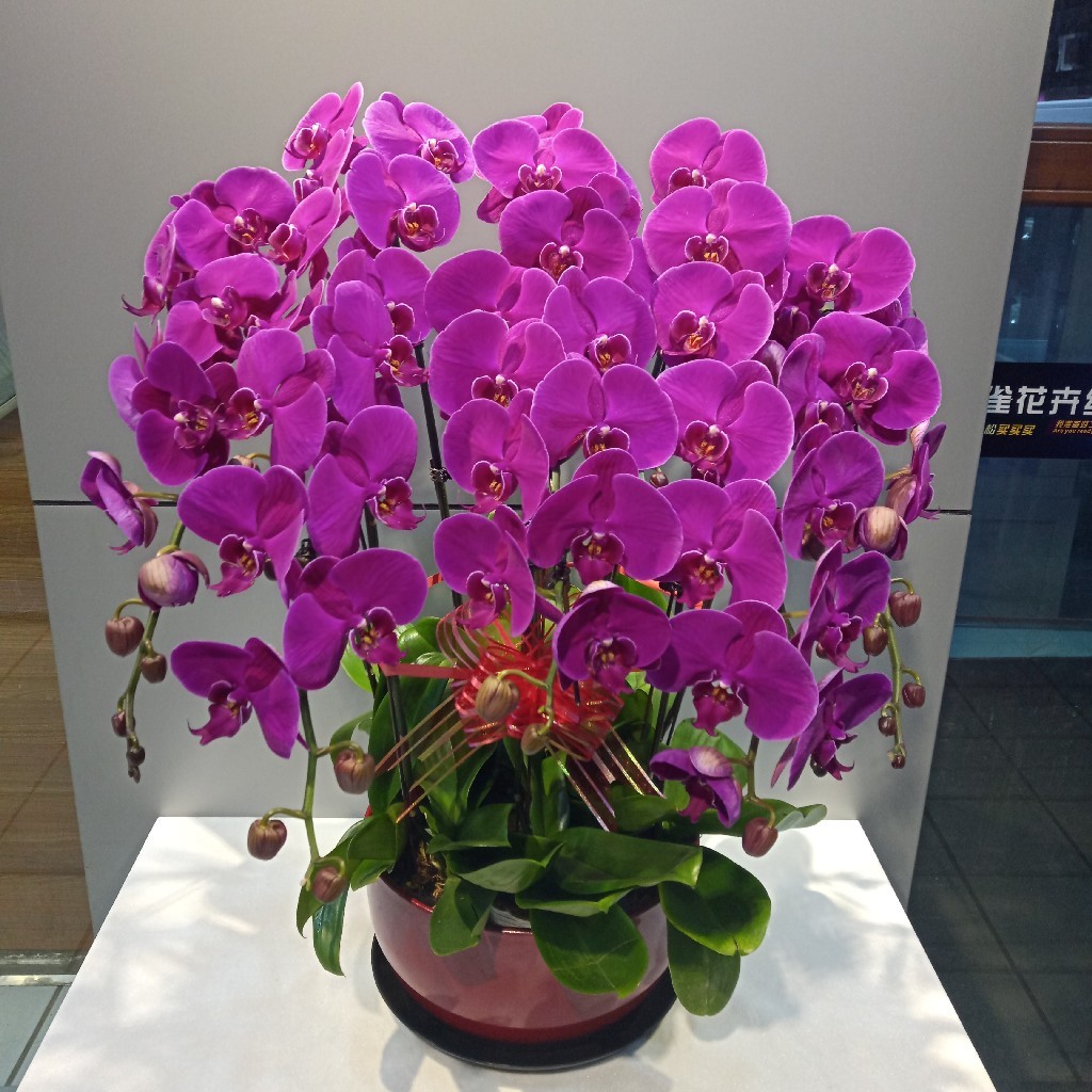 过年养什么花喜庆（什么花代表好运气）