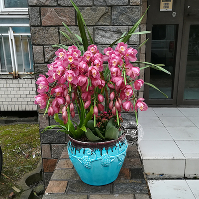 大花蕙兰,4个养护"窍门",缺一不可,别耽误开花一整年