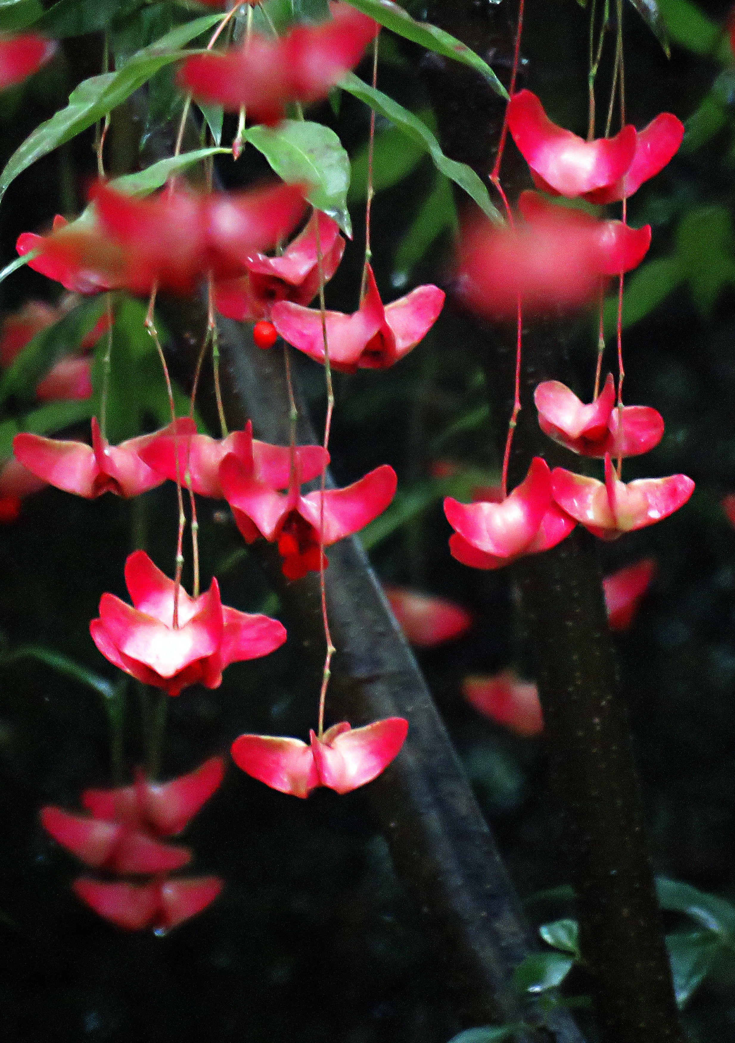 金丝吊蝴蝶是非常耐寒的植物,如果家里有个小院,可以地栽一棵,挂果子