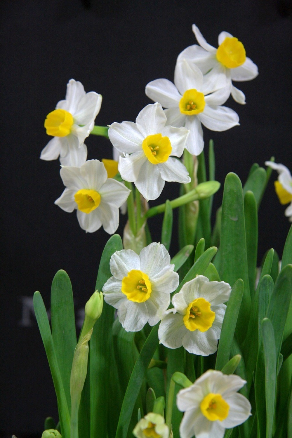 描写无根的花的优美句子