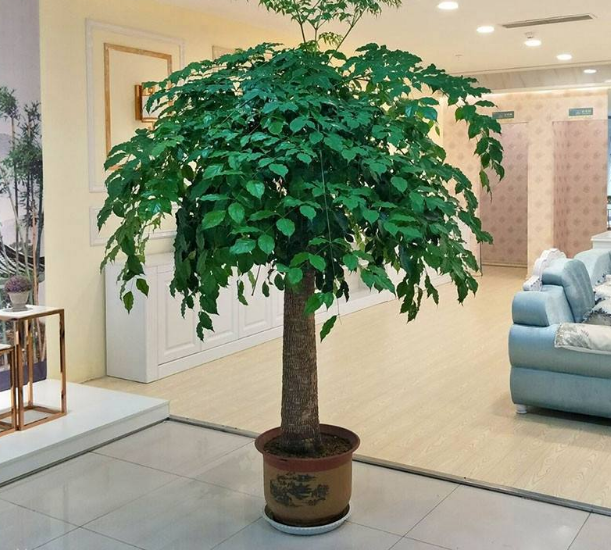 客厅养"树",十家有九富,7种"吉利树",屋里一摆,养人旺家