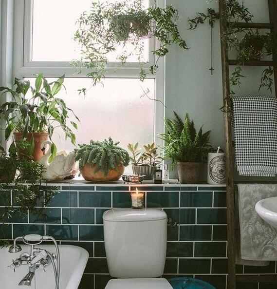 5种“香香花”摆在卫生间，臭味通通跑光，跟喷了香水儿似得