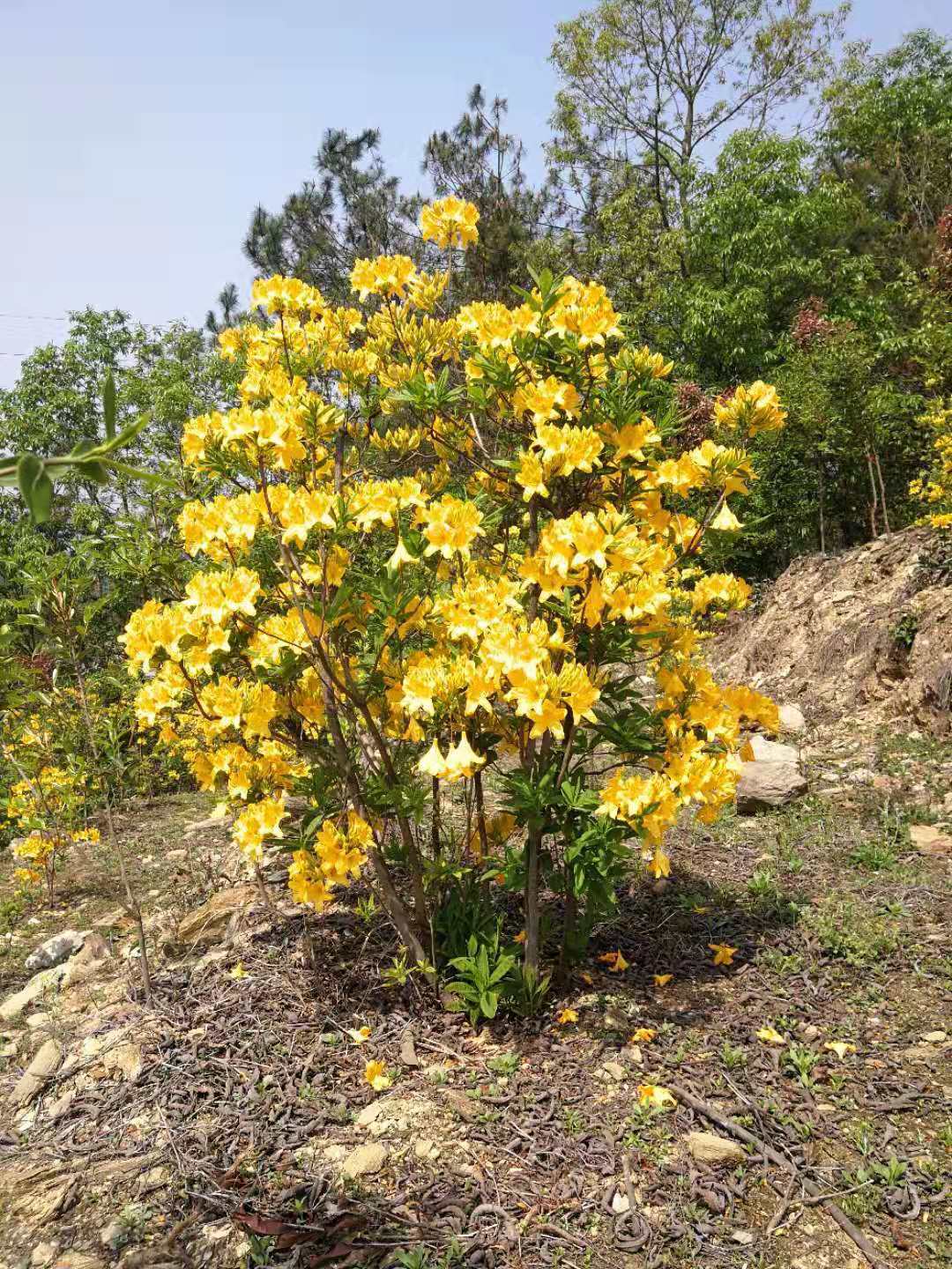 十种“大毒花”，家里经常养，越漂亮毒性越大，避开为好