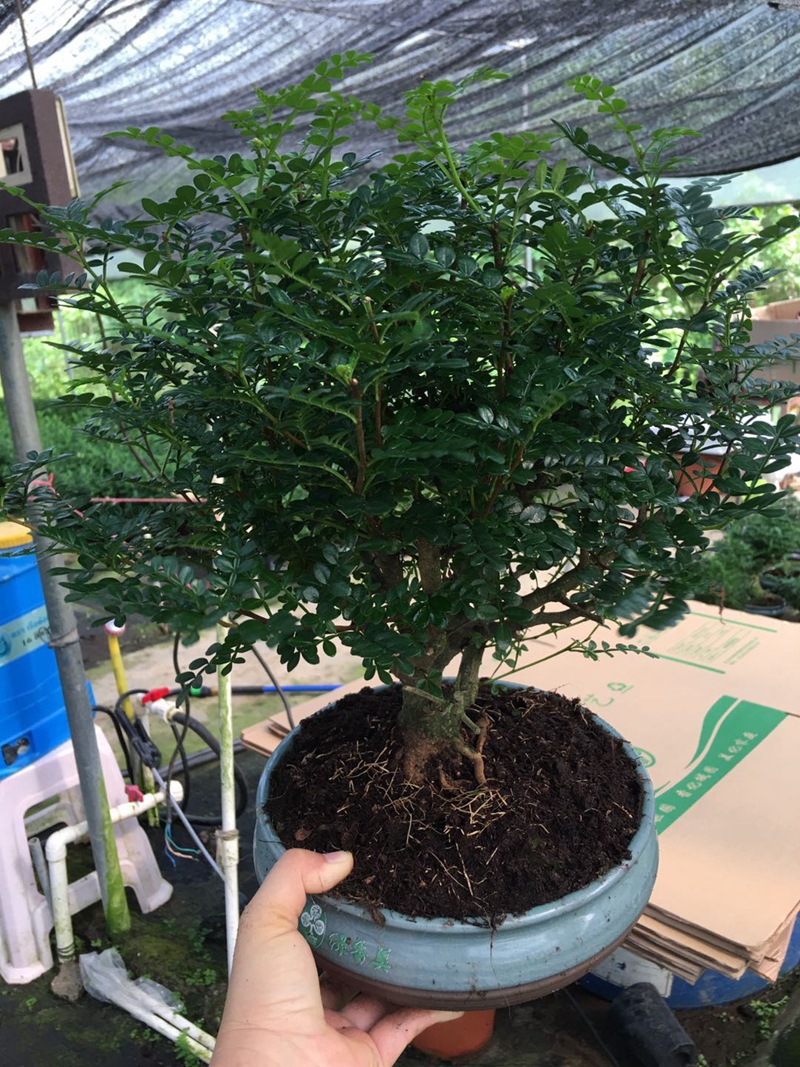 5种“香香花”摆在卫生间，臭味通通跑光，跟喷了香水儿似得