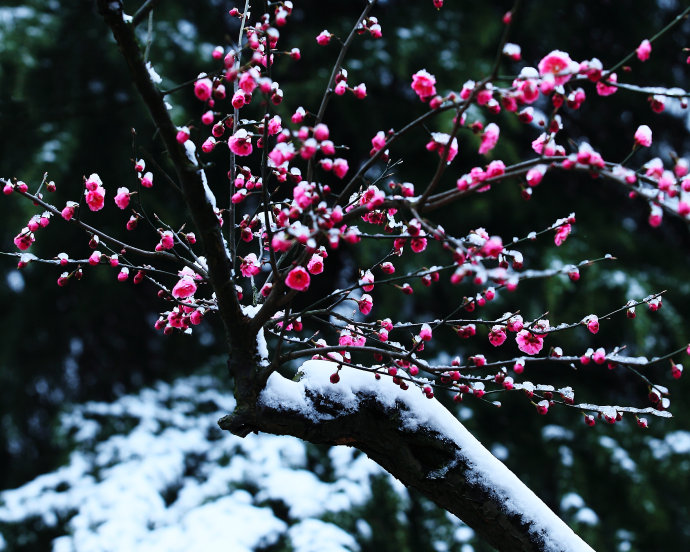 红梅独傲雪中花图片图片