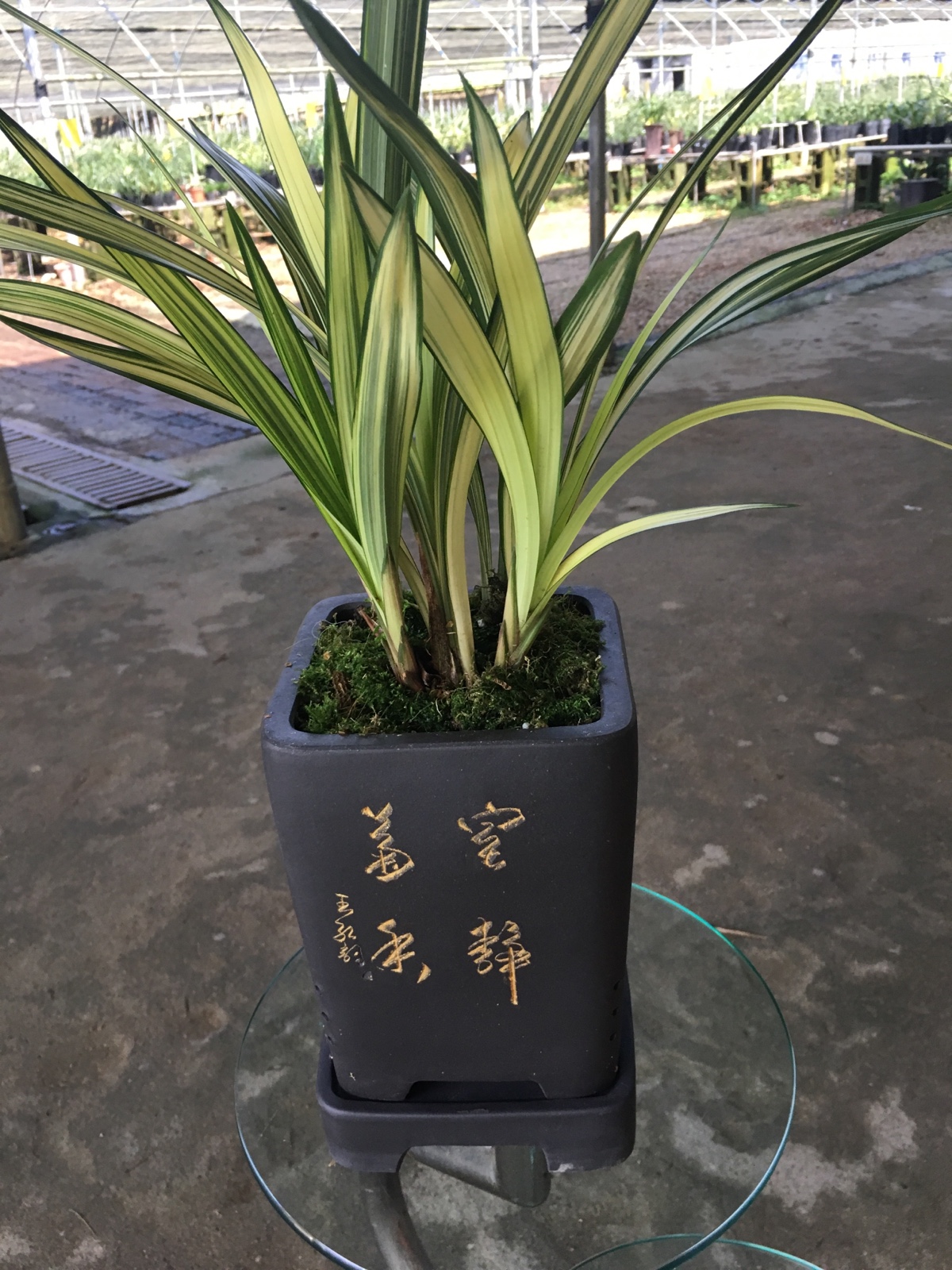 它是建兰中艺草名品，叶姿飘逸，花香浓醇，极具收藏价值