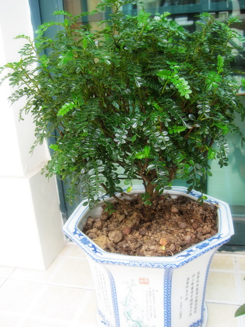 5种“香香花”摆在卫生间，臭味通通跑光，跟喷了香水儿似得