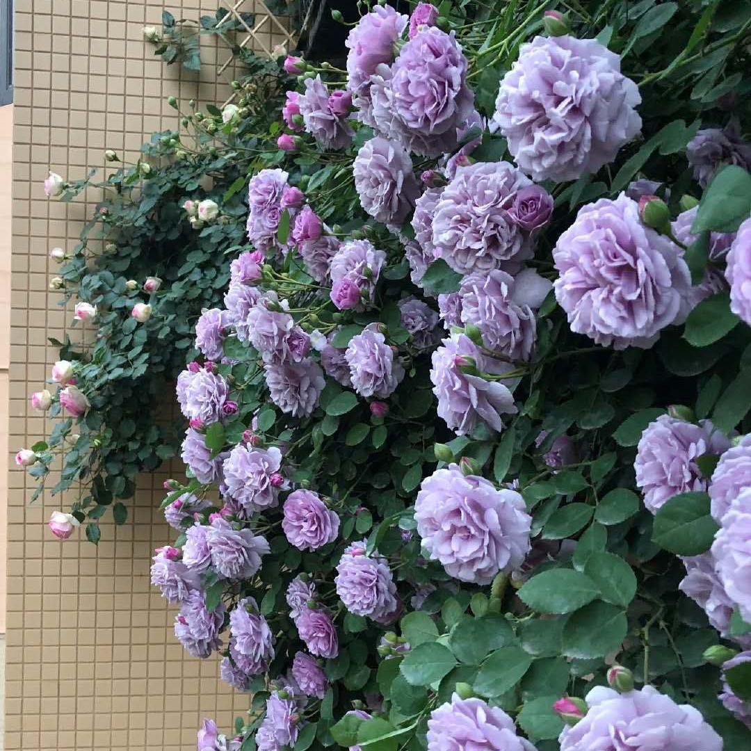 6种“北方花”,漂亮耐风寒,花园种一棵,能活几十年